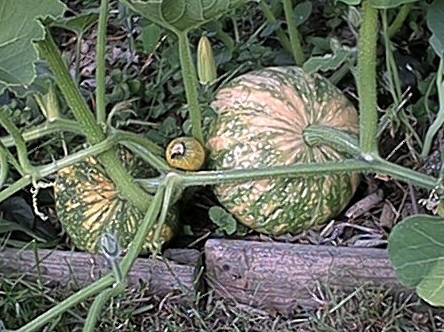 Potimarron Pumpkins (15 July)